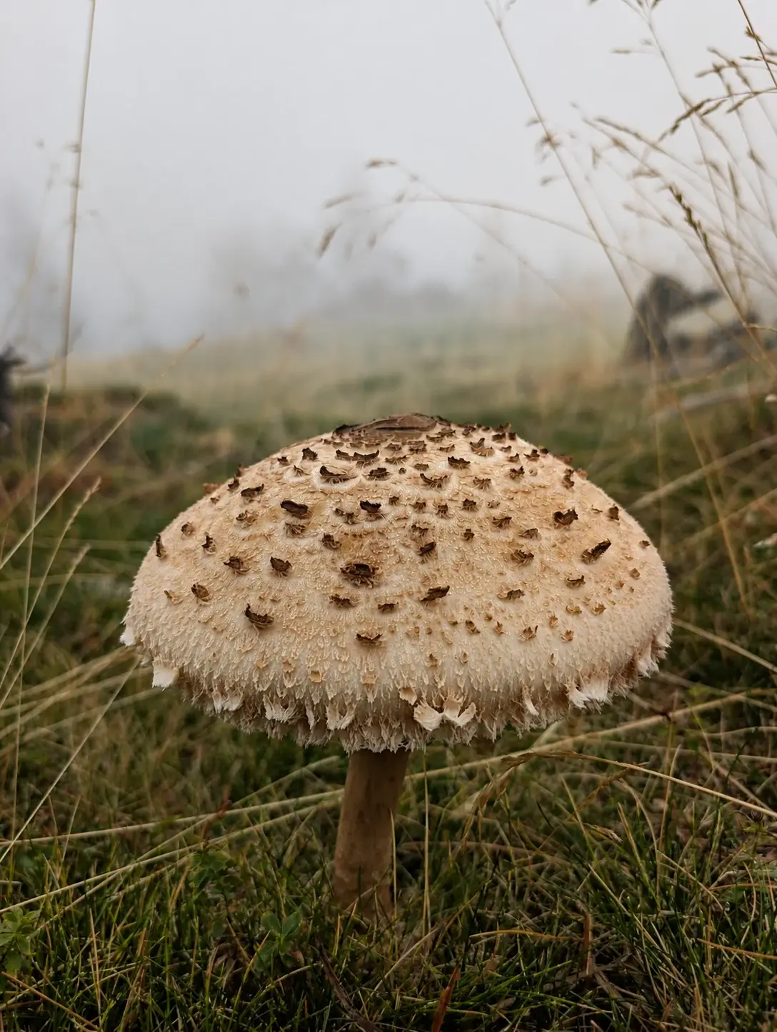 Apagallums (Macrolepiota procera) fotografiat en un prat, com a exemple d’una troballa desada al quadern de camp